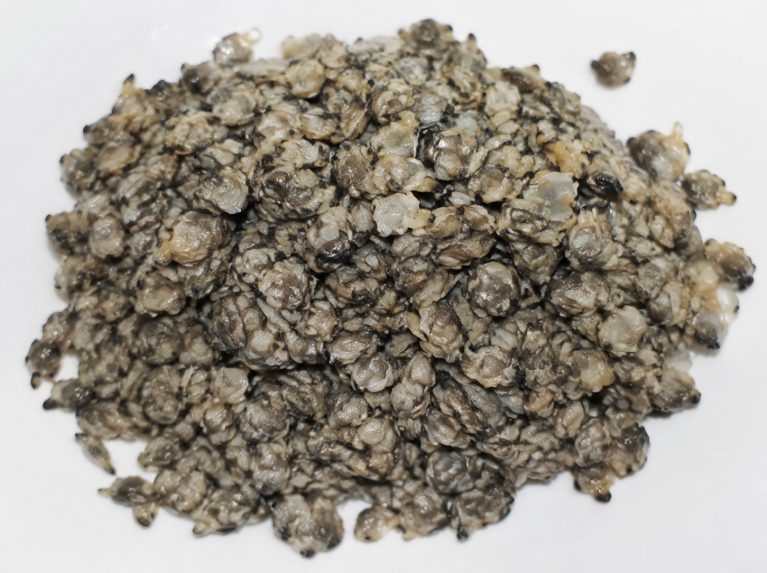 绵阳太平洋三倍体生蚝苗批量供应